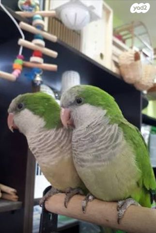 תמונת מודעה - חיות מחמד