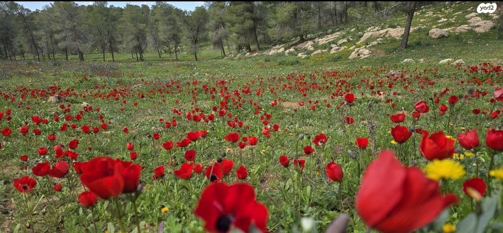 בית פרטי/ קוטג', שני ליבנה, שני ליבנה, שני ליבנה