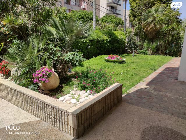 שלמה מולכו 8