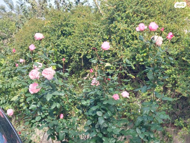 בית פרטי/ קוטג', הנשיא 11, מרכז כרכור, פרדס חנה כרכור