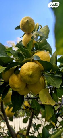 דירת גן, סיירת גולני, פסגת זאב, ירושלים