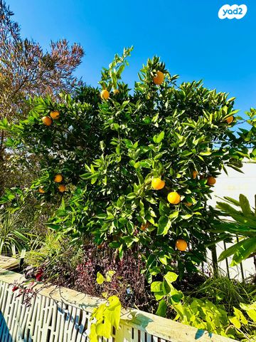 דופלקס, יהודה עמיחי, נווה זמר, רעננה