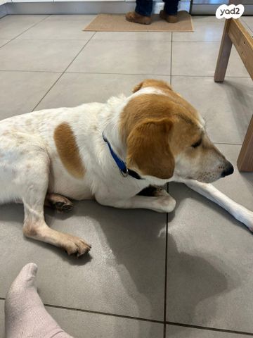 תמונת מודעה - חיות מחמד