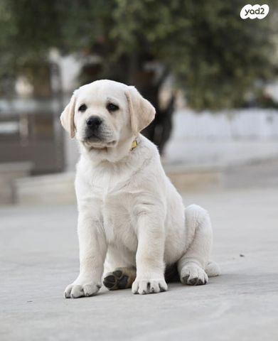 תמונת מודעה - חיות מחמד