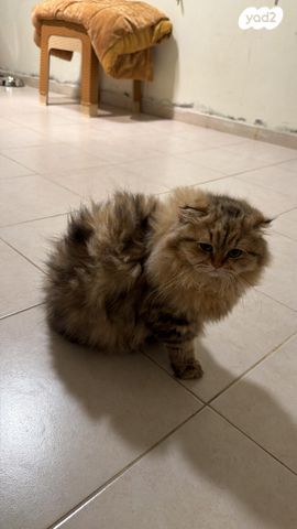 תמונת מודעה - חיות מחמד