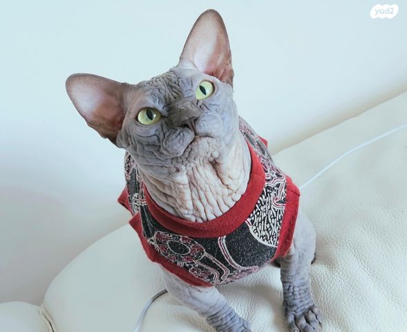 תמונת מודעה - חיות מחמד