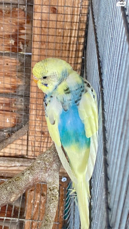 תמונת מודעה - חיות מחמד