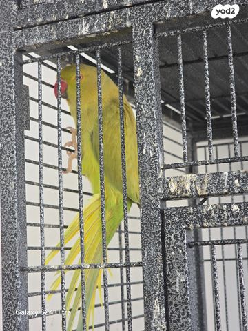 תמונת מודעה - חיות מחמד