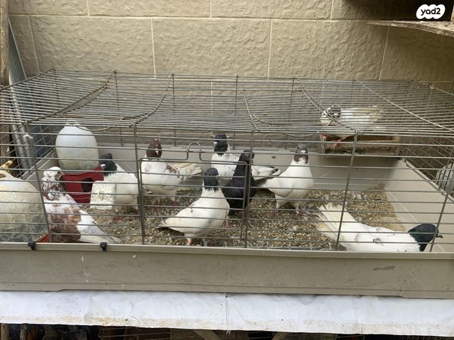 תמונת מודעה - חיות מחמד