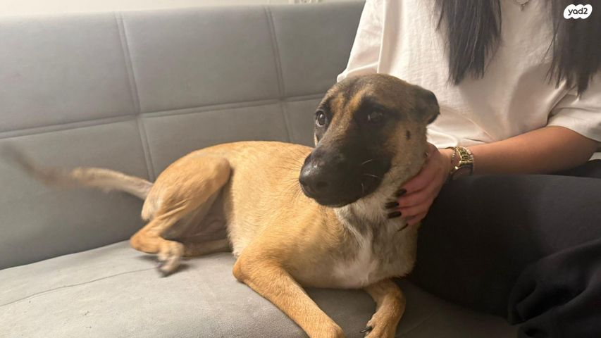 תמונת מודעה - חיות מחמד