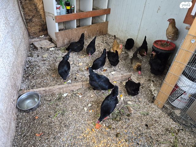 תמונת מודעה - חיות מחמד