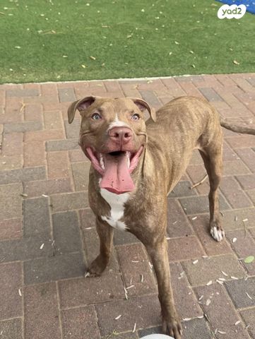 תמונת מודעה - חיות מחמד