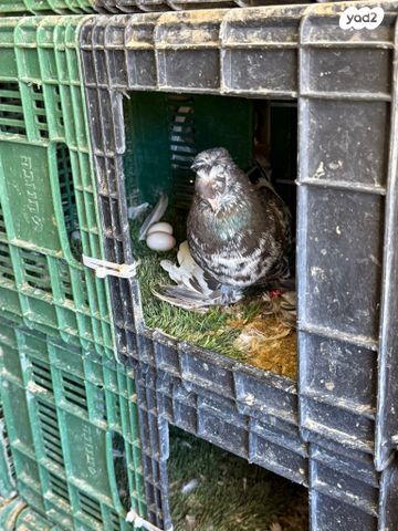 תמונת מודעה - חיות מחמד