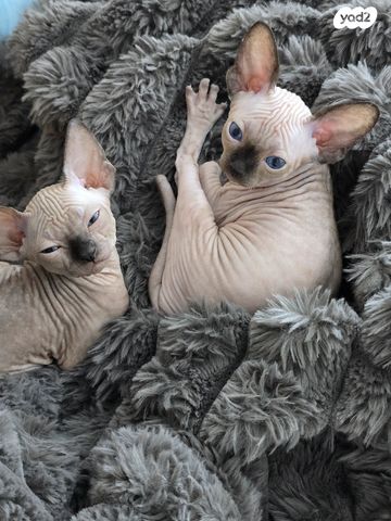 תמונת מודעה - חיות מחמד