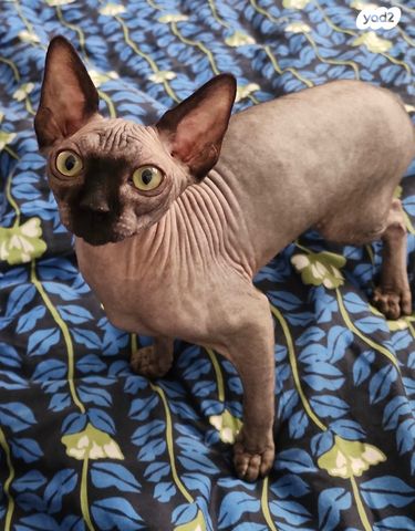 תמונת מודעה - חיות מחמד