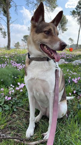 תמונת מודעה - חיות מחמד