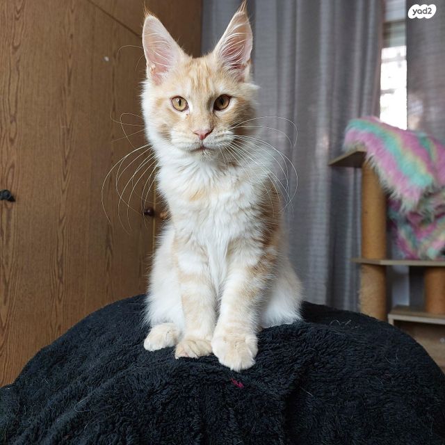 תמונת מודעה - חיות מחמד