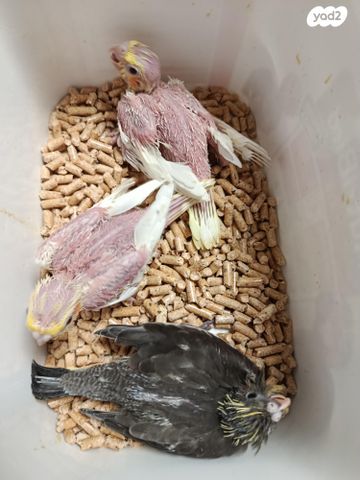 תמונת מודעה - חיות מחמד