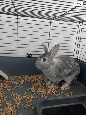 תמונת מודעה - חיות מחמד