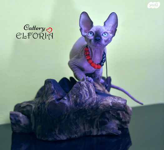 תמונת מודעה - חיות מחמד