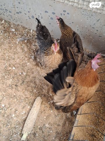 תמונת מודעה - חיות מחמד