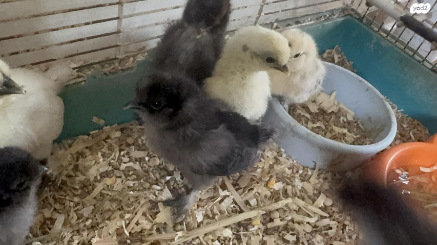 תמונת מודעה - חיות מחמד