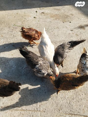 תמונת מודעה - חיות מחמד