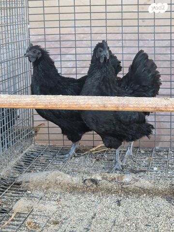 תמונת מודעה - חיות מחמד