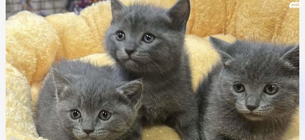 תמונת מודעה - חיות מחמד