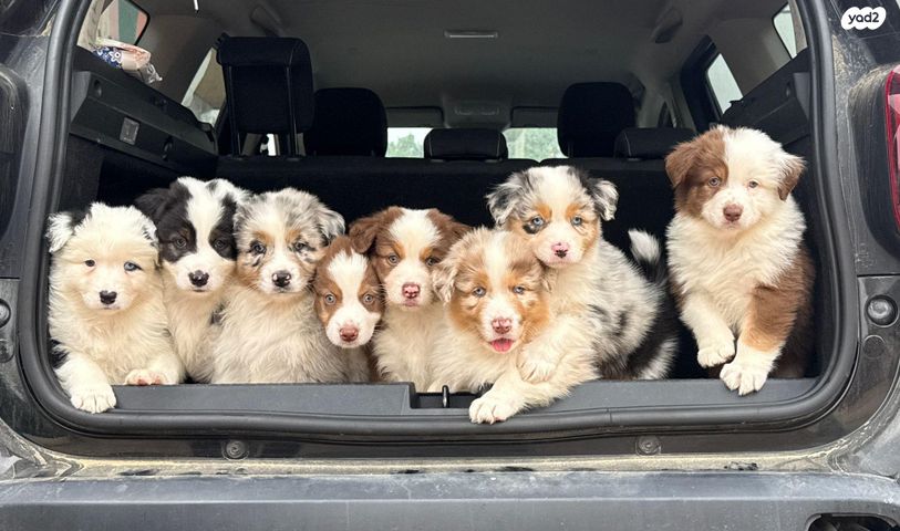 תמונת מודעה - חיות מחמד