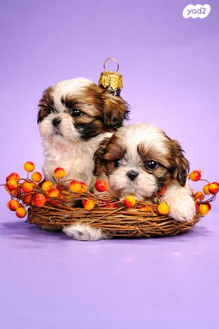 תמונת מודעה - חיות מחמד