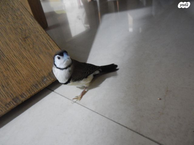 תמונת מודעה - חיות מחמד