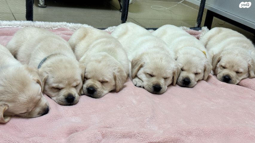 תמונת מודעה - חיות מחמד