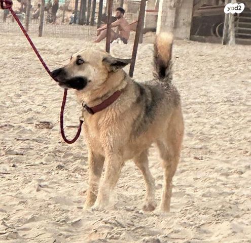 תמונת מודעה - חיות מחמד