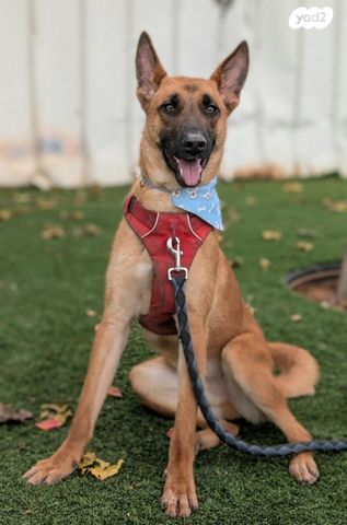 תמונת מודעה - חיות מחמד