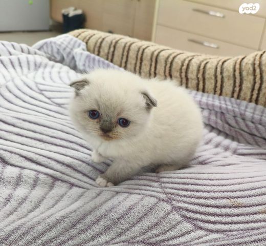 תמונת מודעה - חיות מחמד