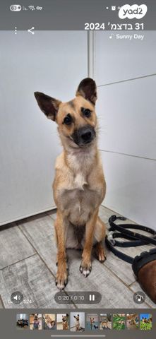 תמונת מודעה - חיות מחמד