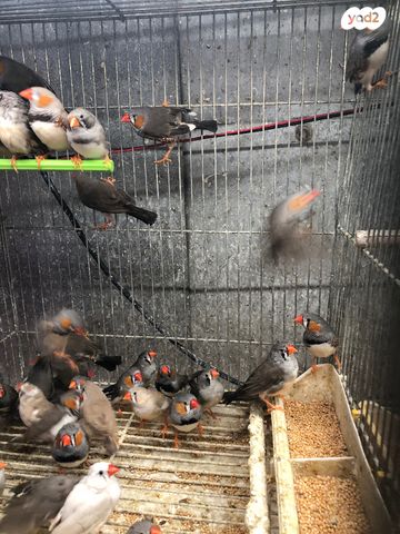 תמונת מודעה - חיות מחמד