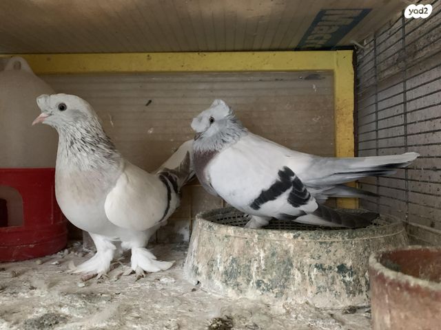 תמונת מודעה - חיות מחמד