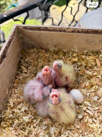 תמונת מודעה - חיות מחמד