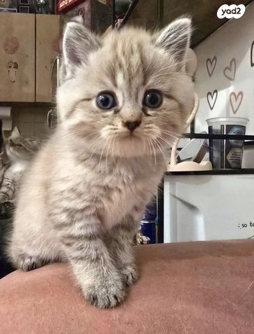 תמונת מודעה - חיות מחמד