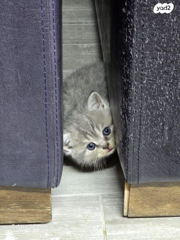 תמונת מודעה - חיות מחמד