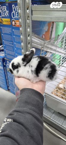 תמונת מודעה - חיות מחמד