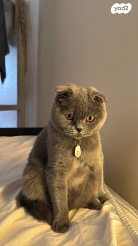 תמונת מודעה - חיות מחמד