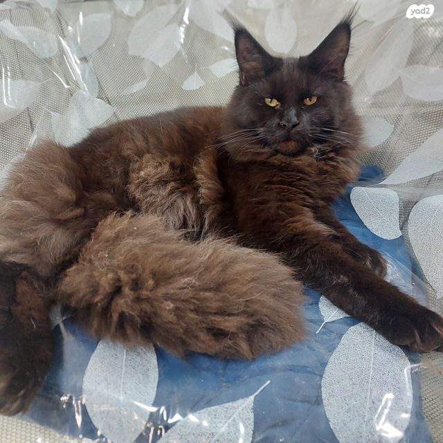 תמונת מודעה - חיות מחמד