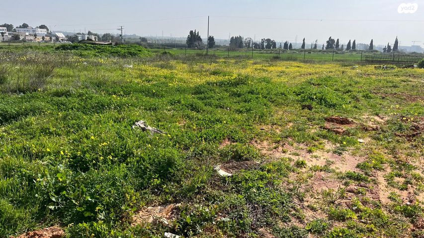 פריחת הדרים 8