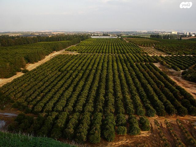 משק חקלאי/ נחלה