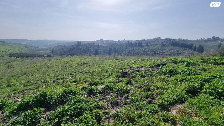 גבעת אלונים