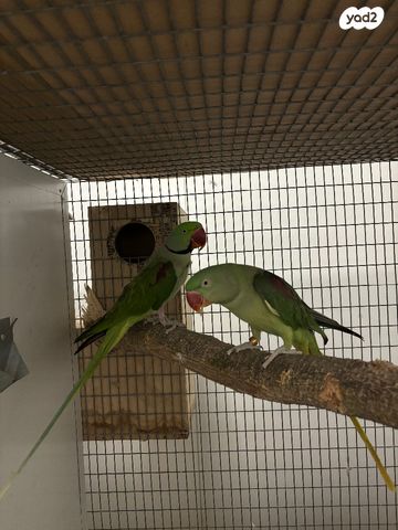 תמונת מודעה - חיות מחמד