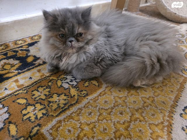 תמונת מודעה - חיות מחמד